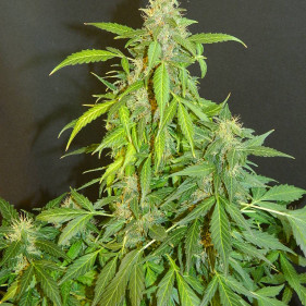 Auto Northern Light (Нозерн Лайт ТГК 22%)